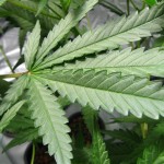 Marijuana: Testing Methods and Consequences of Testing Positive